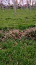 fox6900 webcam model stream image