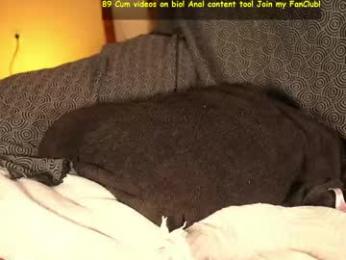 mr_evans_official webcam chaturbate model stream image