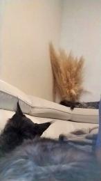 Asiancat83 webcam model stream image
