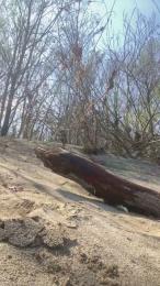 Picoletras webcam model stream image