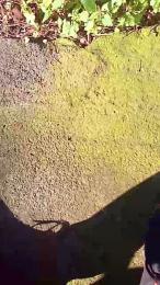 corn104 webcam model stream image